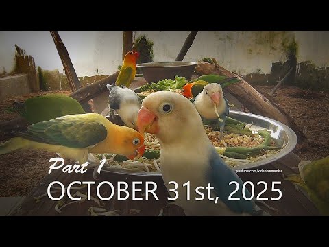 Lovebirds Mealtime Special For October 31st 2025 Part 1
