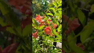 beautiful tikoma flower#ytshorts#rooftop garden#gardening.....