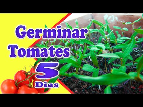 , title : '3 Passos Simples de Como Plantar Tomate (germinando Muito RÁPIDO)'