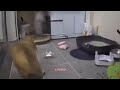 Startled cat destroys room DEFAULT Thumbnail