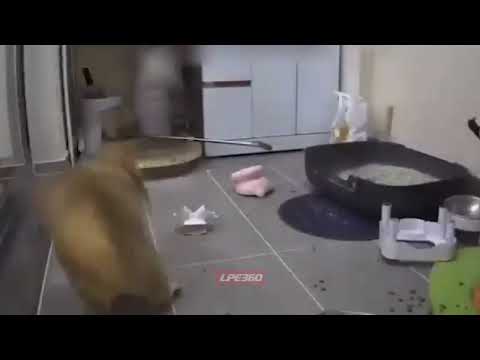 Startled cat destroys room