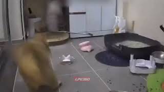 Startled cat destroys room MQDEFAULT Thumbnail