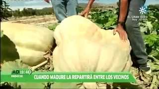 preview picture of video 'Tíjola y la calabaza gigante de Antonio Navarro'