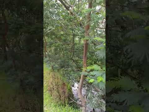 Quebrada Monteadentro Pamplona  Norte de Santander