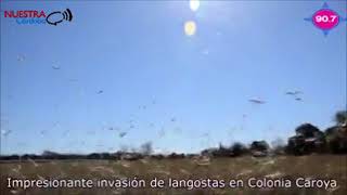 ARGENTINA: PLAGA DE LANGOSTAS GIGANTESCAS INVADE CORDOBA