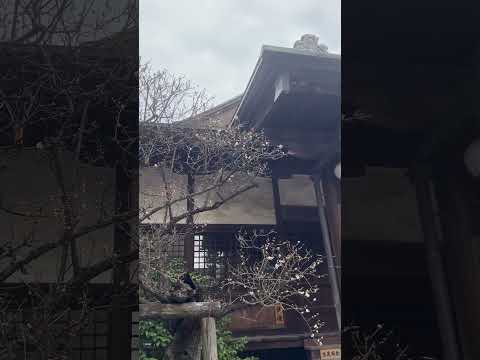 理工学科 もう梅が咲き始めてた #国士舘大学 #理工学部 #東京 #世田谷