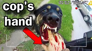 The Moment K9s Take Down the Wrong Target