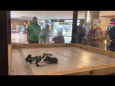 DropSaw vs Big-G (Fight 2: Grand Finals Roboticon 2022)
