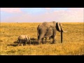 Lay All Your Love On Me ABBA Cover Kenyan Style