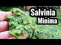 Salvinia Minima Care & Growth Benefits