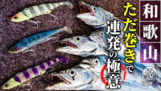 【タチウオ】ショア太刀魚の連発劇！！レンジに合わせる “ただ巻き″ で時合いを逃さない / USHIO岸 / 金井光輝