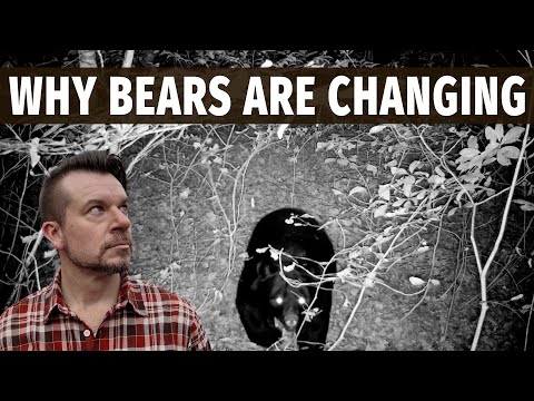 Why Japan's Black Bears are Becoming More Dangerous