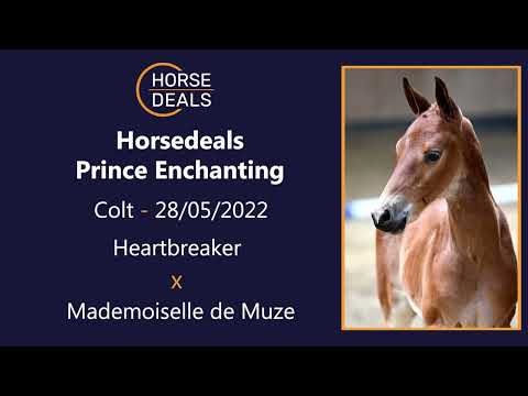 Horsedeals Prince Enchanting