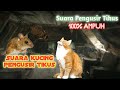 Suara Kucing Pengusir Tikus Buktikan Sendiri Tikus Auto Kabur