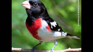Download lagu Rose-breasted Grosbeak Song mp3 Download lagu Rose-breasted Grosbeak Song mp3