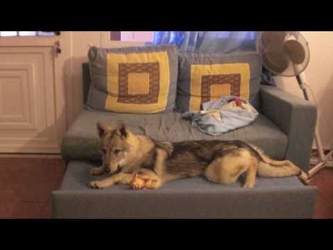 Cane Lupo Cecoslovacco: Nairi 1 anno