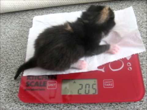 Kitten weight time