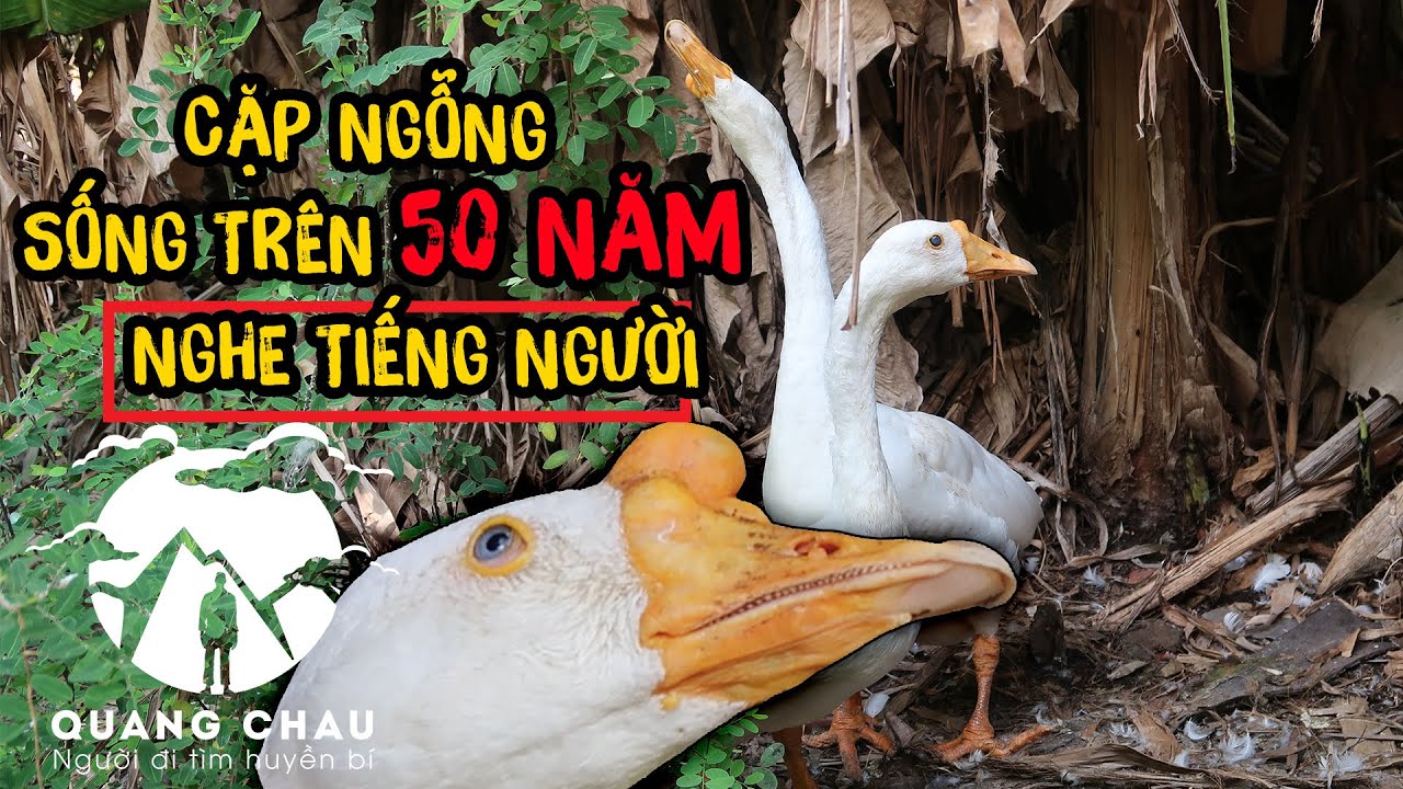 Chuyện lạ Cặp Ngỗng sống 50 năm trải qua 3 thế hệ nghe được tiếng người