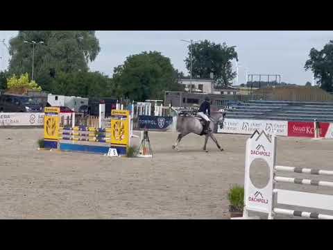 5yo stallion Sir Obolensky x Castillio