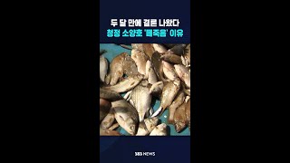 치명적 이유 있었던 '청정호 붕어 떼죽음' #shorts