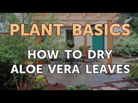 How to Dry an Overwatered Plant