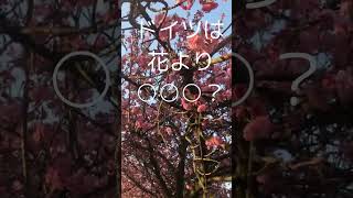 ベルリンでは花より○○○？　 #ベルリン #桜 #ドイツ #海外生活  #多文化  #大阪万博  #ヨーロッパ在住 #ヨーロッパ留学  # #gopro11 #shorts
