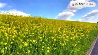 自転車 菜の花 荒サイ
