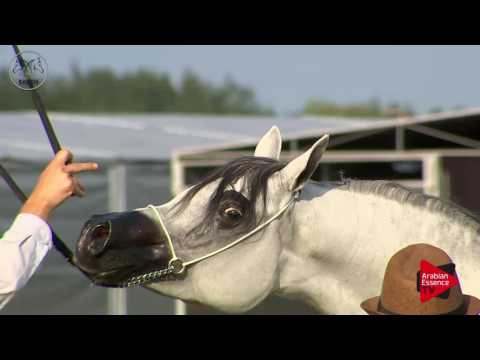 N.67 PSYCHE ADITI - Radom 2017 - 4.6 Years Old Mares (Class 7)