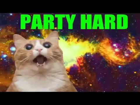Party hard cats