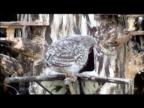 OwlWatch (branching cam)
