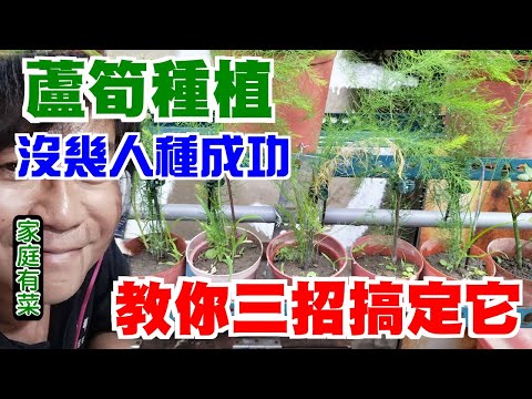 【家庭有菜】蘆筍種植的三種技巧，你不可不知