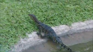 2015-07-28 Water Monitor, Ubud, Bali