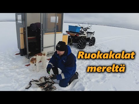 Ahvenpilkillä pilkkikopissa