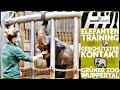 Wuppertal Zoo ELEPHANTS In Protected Contact Zoos Media