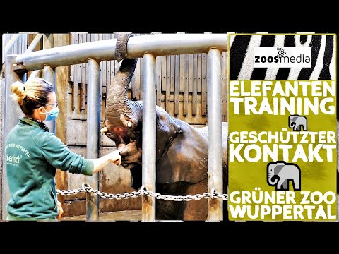 Film von Zoos.media: Elefanten Training im geschützten Kontakt
