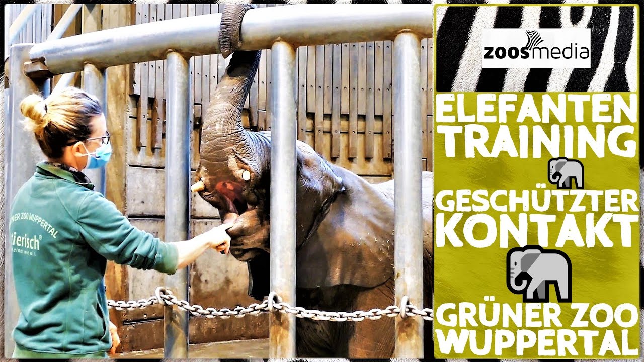 Elefanten Training im geschützten Kontakt - Video von Zoos.media | Der ...