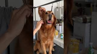 My Dog Keeps Falling Asleep While Grooming #dogreactions #doggrooming #dogshorts #dogmomvlog