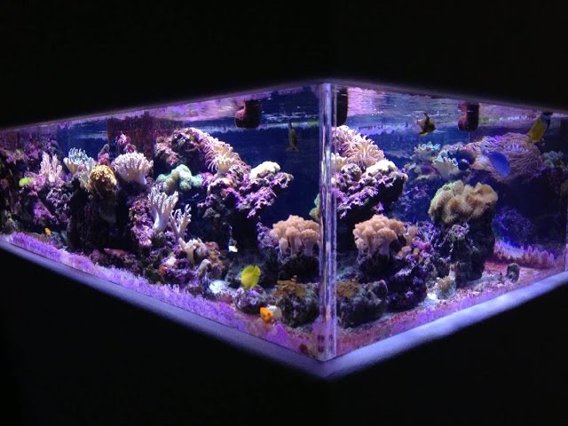 Video of my 500 gallon reef tank. 1/1/2016