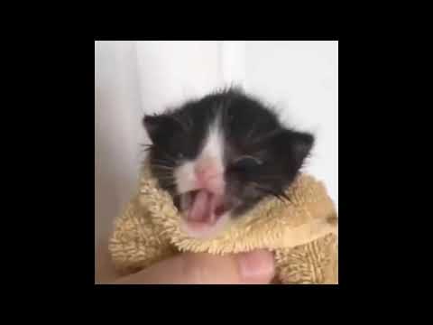 SCP 1048-A HAS BEEN SPOTTED IN LIGHT CONTAINMENT ZONE