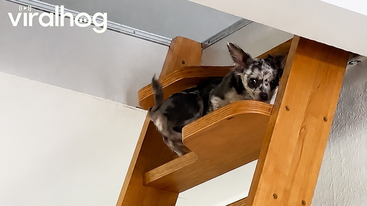 Chihuahua Climbs Steep Stairs || ViralHog