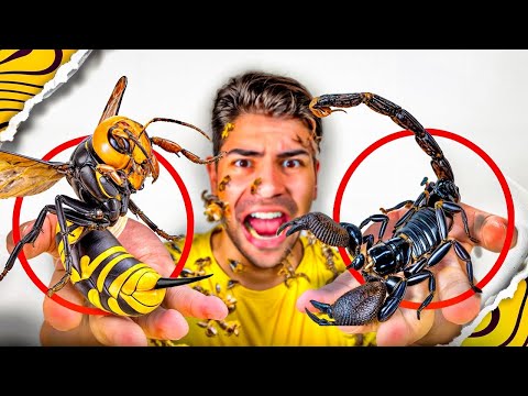 ABELHA X ESCORPIÃO ( BATALHA DE INSETOS )