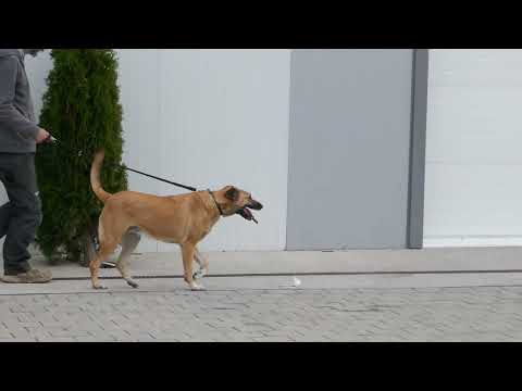 Rabea liebt Spaziergänge und läuft so gut an der Leine 251012