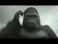 CenturyPly India Angry Gorilla TVC Video - World Anger Day