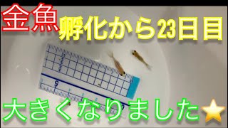 《金魚》孵化から23日経ちました〜∩^ω^∩