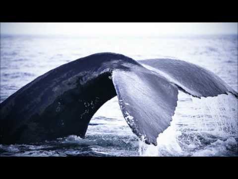 Jarvis Cocker, Marc Riley, and Richard Hawley: In Search of the Holy Whale