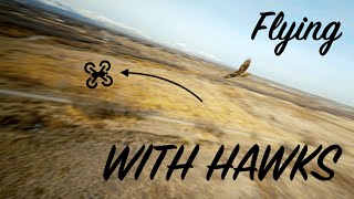 Flying With Hawks FPV