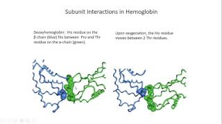 Myoglobin and Hemoglobin