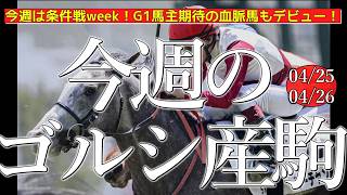 今週のゴールドシップ産駒 (04/25,26)【今週は条件戦week！G1馬主期待の血脈馬もデビュー！／マーチャンシップ,パンジャ,パッションディーバなど】