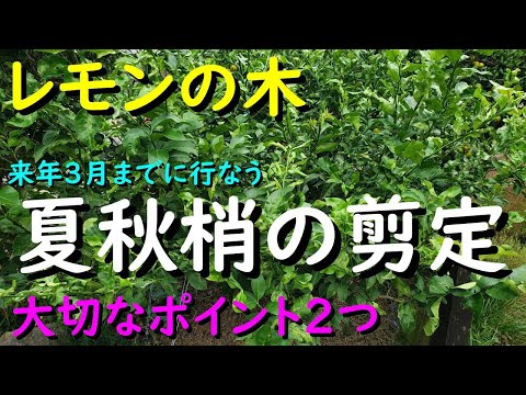 果樹の剪定はいつ行うのですか？秋の剪定方法と対処法は？完全ガイド  庭園