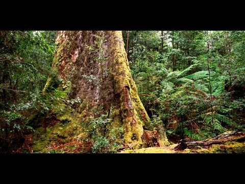 kingdrop 2016 | Sacred Trees in the Word | TeachMe ToBePriestly | Feature Drop